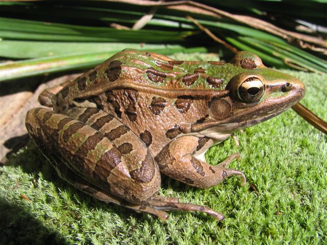 Southern leopard frog (Lithobates sphenocephalus). Southern leopard frog (Lithobates sphenocephalus). Credit: Tom Diez